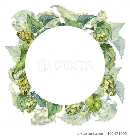 Frame of hop vine, plant humulus watercolor illustration isolated on white background. Frame of hop vine, plant humulus watercolor illustration isolated on white background. 102471095