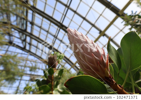 普羅蒂亞的萌芽 102471371