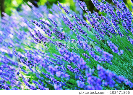 Lavender flowers Lavender flowers 102471866
