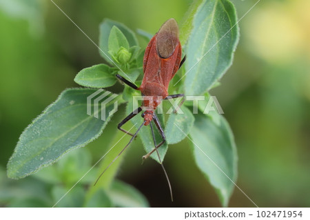 紅腳蟲（Reduviidae 科的昆蟲）棲息在春天花園的香草葉上 102471954