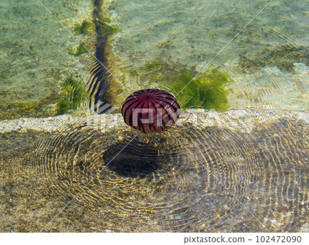 Jellyfish floating in the harbor Jellyfish floating in the harbor 102472090