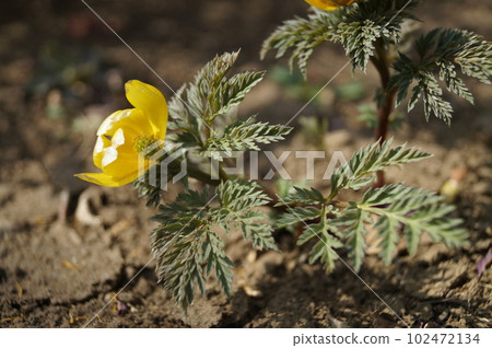 Picturesque profile of Adonis ramosa 102472134