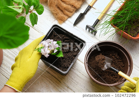 Female Hands Repotting Houseplants. Top View of Gardener is Holding a Sprout of Purple Hyacinth. Gardening Tools, Plants and Soil on White Wooden Table. Potted Plant Care at Home. Urban jungle Caring 102472296