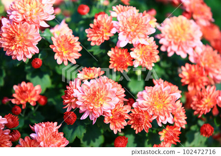 發布菊花黃花秋菊老草日精女花juke長年oika菊花黃花盆菊 發布菊花黃花秋菊老草日精女花juke長年oika菊花黃花盆菊 102472716