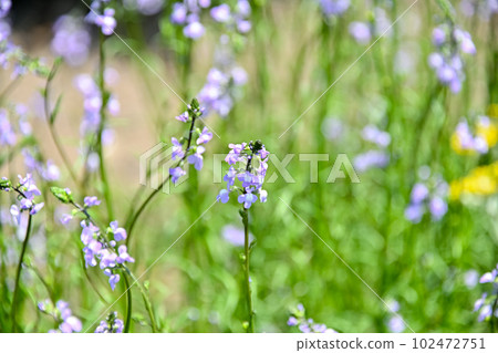 Matsubaun Run 102472751