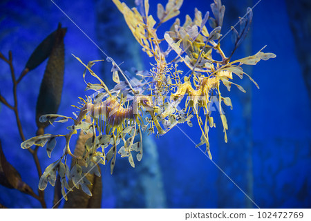 Leafy sea dragon underwater Leafy sea dragon underwater 102472769
