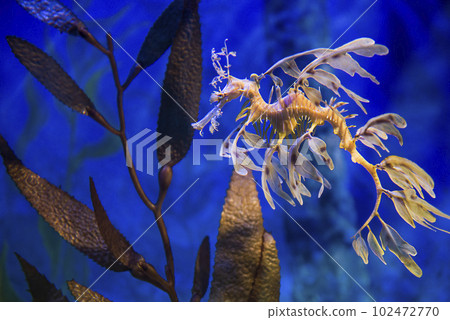 Leafy sea dragon underwater Leafy sea dragon underwater 102472770