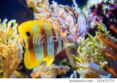Butterfly fish in coral reef 102472774
