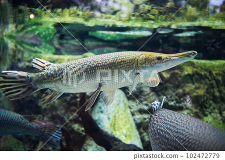 Alligator gar (Atractosteus spatula) swims in the freshwater Alligator gar (Atractosteus spatula) swims in the freshwater 102472779