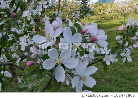 Apple blossoms in full bloom at the Hirosaki apple orchard 102472968
