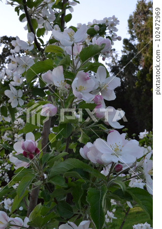 Apple blossoms in full bloom at the Hirosaki apple orchard Apple blossoms in full bloom at the Hirosaki apple orchard 102472969