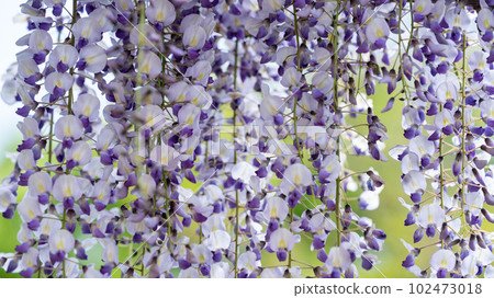 盛開的紫藤花 102473018