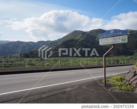 原始紅樹林/鹿兒島浪漫之路(鹿兒島縣奄美市) 原始紅樹林/鹿兒島浪漫之路(鹿兒島縣奄美市) 102473159