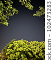 Beautiful night sky peeking through the trees 102473283
