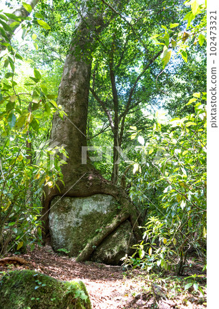 Kikuchi City, Kumamoto Prefecture, Kikuchi Valley, Baiwatsuki Kikuchi City, Kumamoto Prefecture, Kikuchi Valley, Baiwatsuki 102473321