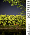 A forest that shines in the night sky 102473323
