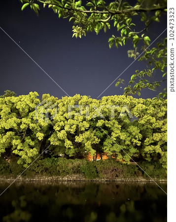 A forest that shines in the night sky A forest that shines in the night sky 102473323