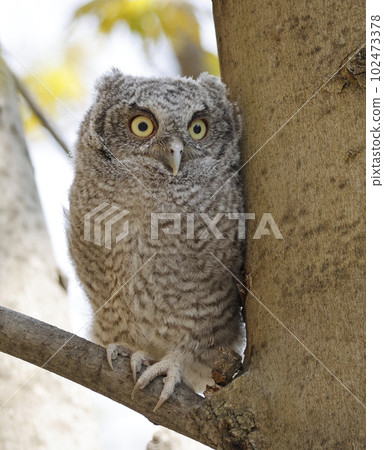Eastern screech owl baby perched on a tree branch, Quebec, Canada 102473378