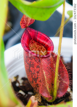 Close up of Nepenthes pitcher plant. Nepenthes Hookeriana Tricolors, pitcher family Close up of Nepenthes pitcher plant. Nepenthes Hookeriana Tricolors, pitcher family 102473382