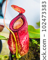 Close up of Nepenthes pitcher plant. Nepenthes Hookeriana Tricolors, pitcher family 102473383