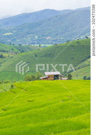 Green Terraced Rice Field, green rice fields in the countryside in Chiang Mai, Thailand. Green Terraced Rice Field, green rice fields in the countryside in Chiang Mai, Thailand. 102473386