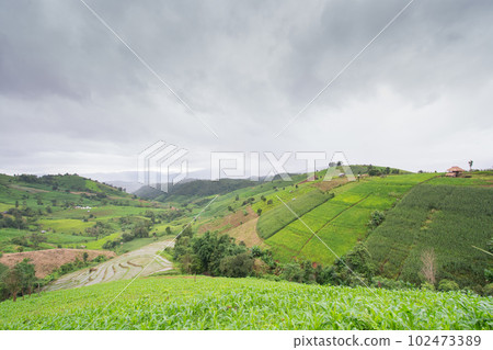 Green Terraced Rice Field, green rice fields in the countryside in Chiang Mai, Thailand. Green Terraced Rice Field, green rice fields in the countryside in Chiang Mai, Thailand. 102473389
