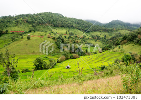 Landscape view of rice terraces and house of Thailand hill tribe. The village is in a valley among the rice terraces in Mae Jam, Chiang Mai, Thailand. Landscape view of rice terraces and house of Thailand hill tribe. The village is in a valley among the rice terraces in Mae Jam, Chiang Mai, Thailand. 102473393