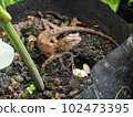 Female chameleon and her eggs in nature. 102473395