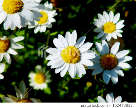 White flowing flowers 102473822