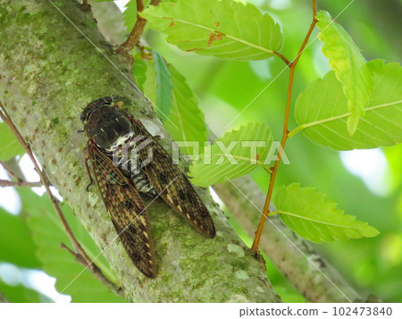 Abra Zemi住在一棵樹上 Abra Zemi住在一棵樹上 102473840