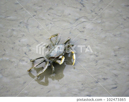 沿著灘塗行走的巨蟹 沿著灘塗行走的巨蟹 102473865