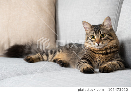 One-year-old tabby cat with a fluffy tail lying on a gray sofa. One-year-old tabby cat with a fluffy tail lying on a gray sofa. 102473920