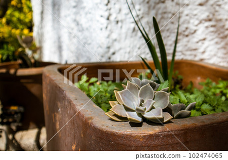 Echeveria succulent is growing in stone brown flower pot in a botanical garden. Graptopetalum paraguayense o sedum weinbergii in orchard. Plants growing, floriculture. Succulent plant grows near home. 102474065