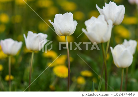 White tulips with dew drops on the petals White tulips with dew drops on the petals 102474449