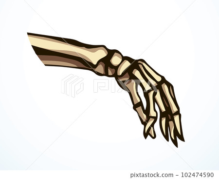 Vector drawing. Bones of the hand Vector drawing. Bones of the hand 102474590