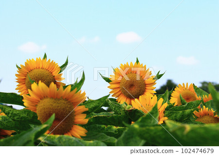 向日葵花,向日葵花,向日葵花,向日葵花,朝陽花,向日葵花,向日葵花,向日葵花,向日葵花,白色向日葵花,tenaiko,isjo菊花 向日葵花,向日葵花,向日葵花,向日葵花,朝陽花,向日葵花,向日葵花,向日葵花,向日葵花,白色向日葵花,tenaiko,isjo菊花 102474679