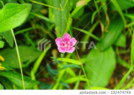 A small, cute pink(china pink) flower with 5 petals 102474749