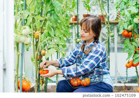 Young smiling woman picking ripe red big beef tomato in green house farm. Harvest of tomatoes. Urban farming lifestyle. Growing organic vegetables in the garden. The concept of food self-sufficiency 102475109