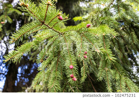 young red blossoming cones on green spruce twigs 102475231