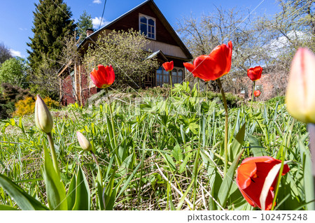 red tulips on lawn near rural house in spring red tulips on lawn near rural house in spring 102475248