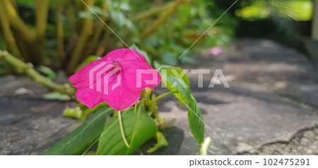 Busy Lizzie (Impatiens Walleriana) also known as Balsam, Sultana or Impatiens in Asia, Central Java Indonesia Busy Lizzie (Impatiens Walleriana) also known as Balsam, Sultana or Impatiens in Asia, Central Java Indonesia 102475291