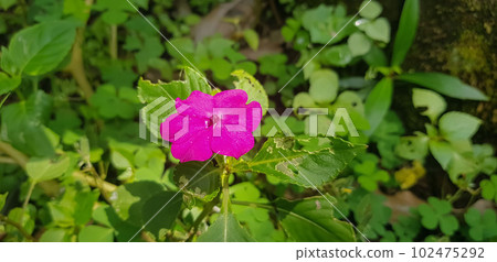 Busy Lizzie (Impatiens Walleriana) also known as Balsam, Sultana or Impatiens in Asia, Central Java Indonesia 102475292