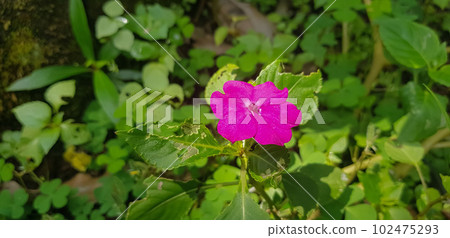 Busy Lizzie (Impatiens Walleriana) also known as Balsam, Sultana or Impatiens in Asia, Central Java Indonesia Busy Lizzie (Impatiens Walleriana) also known as Balsam, Sultana or Impatiens in Asia, Central Java Indonesia 102475293