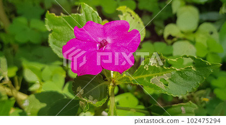 Busy Lizzie (Impatiens Walleriana) also known as Balsam, Sultana or Impatiens in Asia, Central Java Indonesia Busy Lizzie (Impatiens Walleriana) also known as Balsam, Sultana or Impatiens in Asia, Central Java Indonesia 102475294