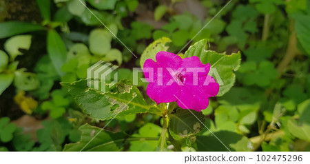 Busy Lizzie (Impatiens Walleriana) also known as Balsam, Sultana or Impatiens in Asia, Central Java Indonesia Busy Lizzie (Impatiens Walleriana) also known as Balsam, Sultana or Impatiens in Asia, Central Java Indonesia 102475296