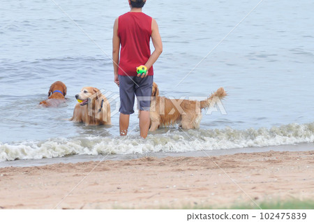 golden retriever or dog golden retriever or dog 102475839