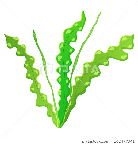 Algae wavy on white. Marine vegetation. Aponogeton for the aquarium. Algae wavy on white. Marine vegetation. Aponogeton for the aquarium. 102477341