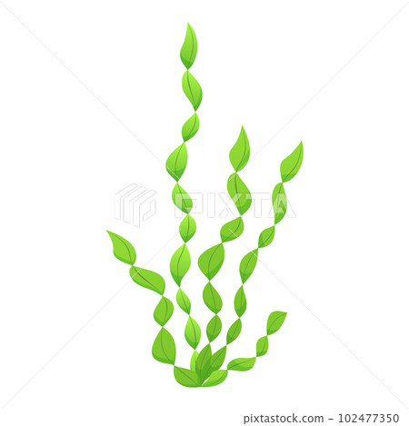 Seaweeds. Decorative sea plant on white background. Leaves of Valisneria spiral algae 102477350