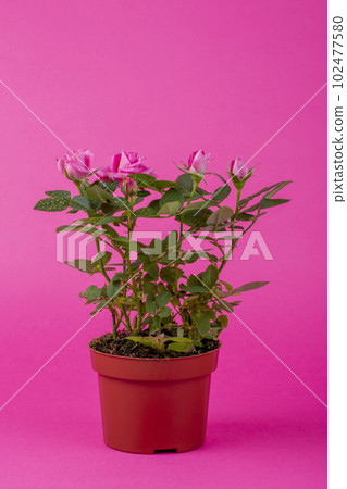 Indoor rose bush in a pot on a pink background Indoor rose bush in a pot on a pink background 102477580