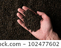Hands taking a handful of fanning or broken loose leaf black tea and examining it in detail. Close 102477602
